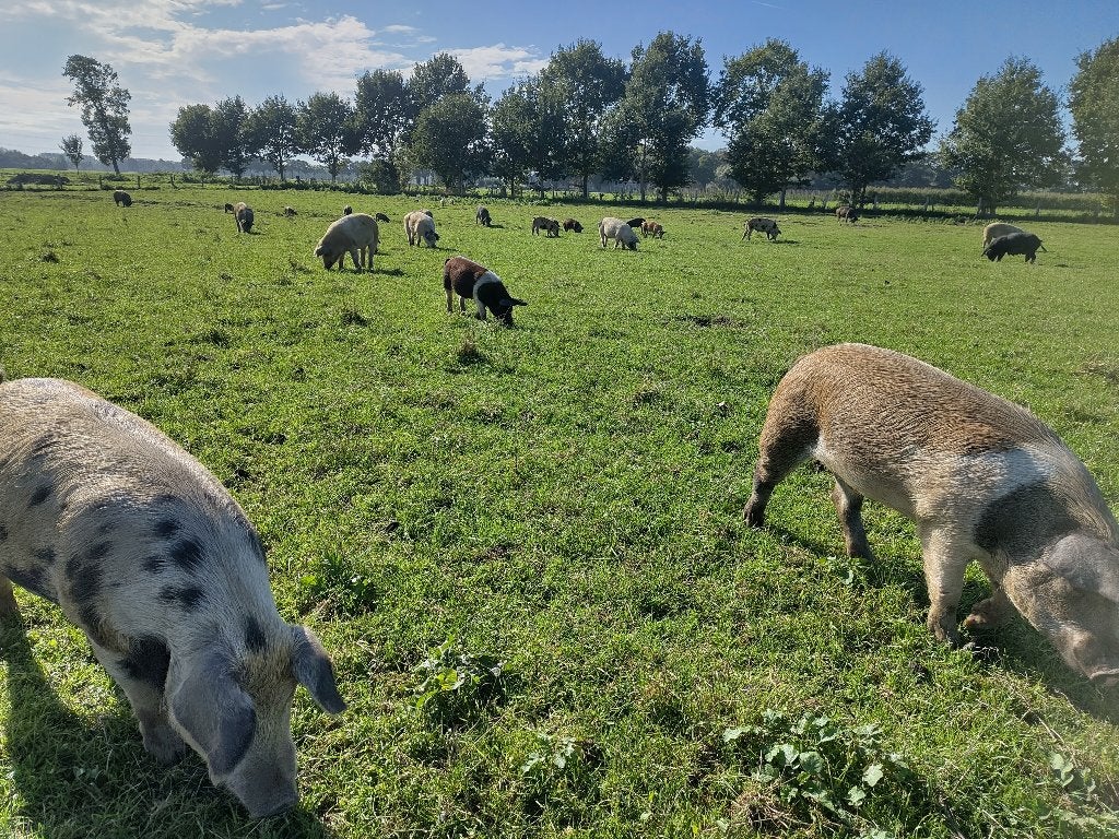 Vleesvarkens te koop, Dieren en Toebehoren, Meerdere dieren, Varken, 0 tot 2 jaar
