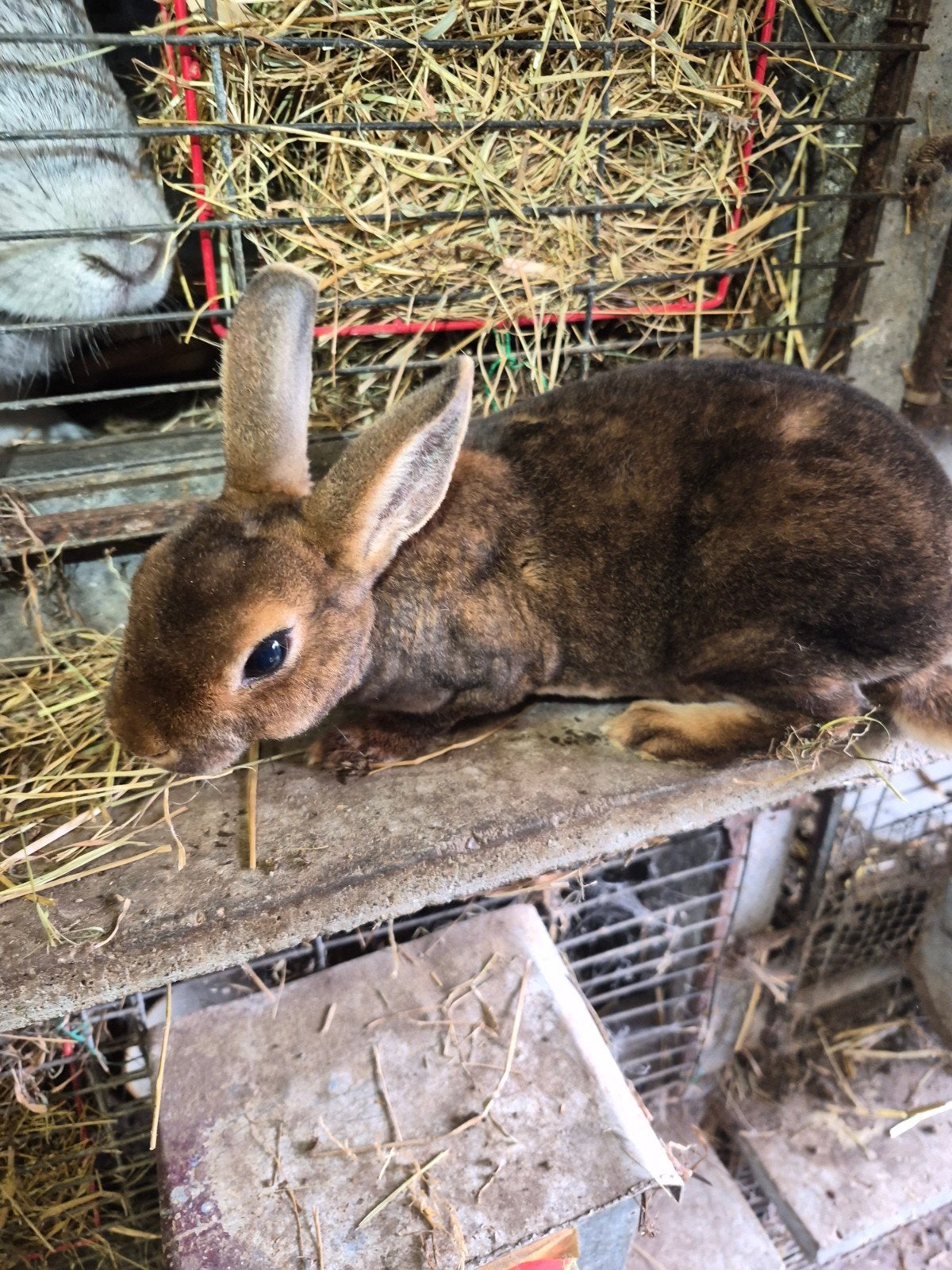 super kleine  Rex konijntjes, Dieren en Toebehoren, Konijnen