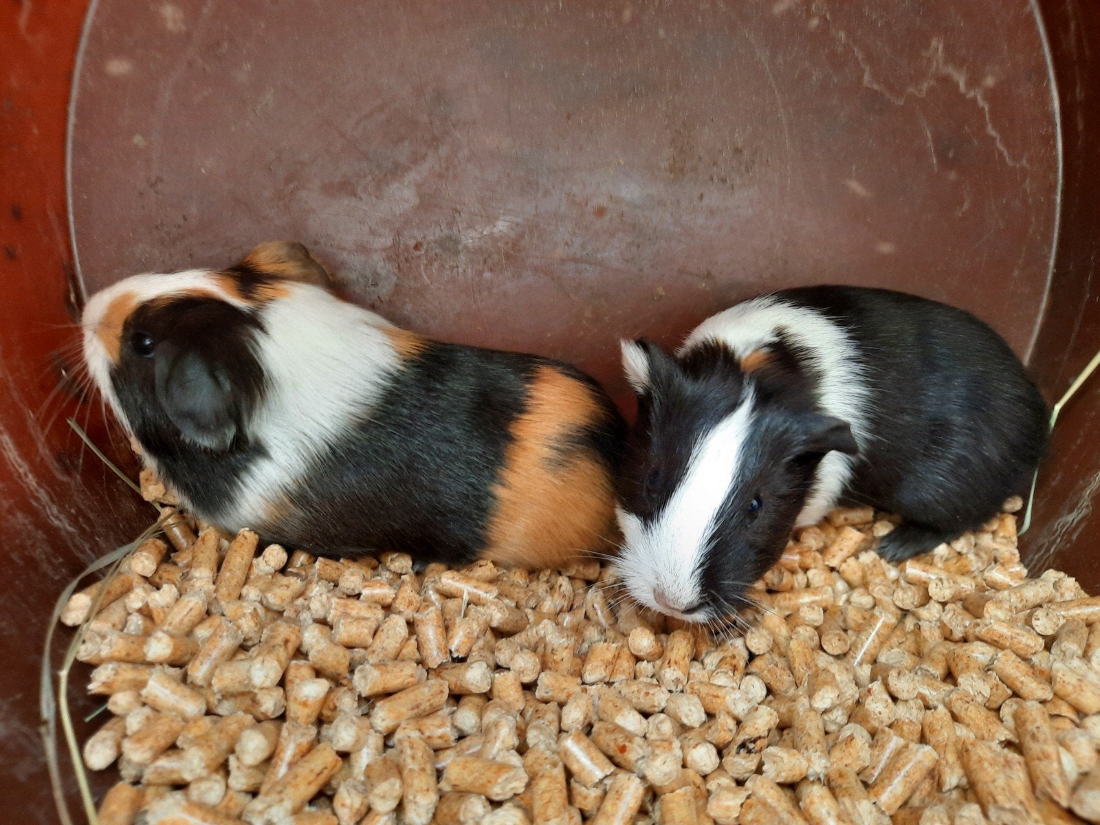 2 jonge cavia's, Dieren en Toebehoren, September, Cavia