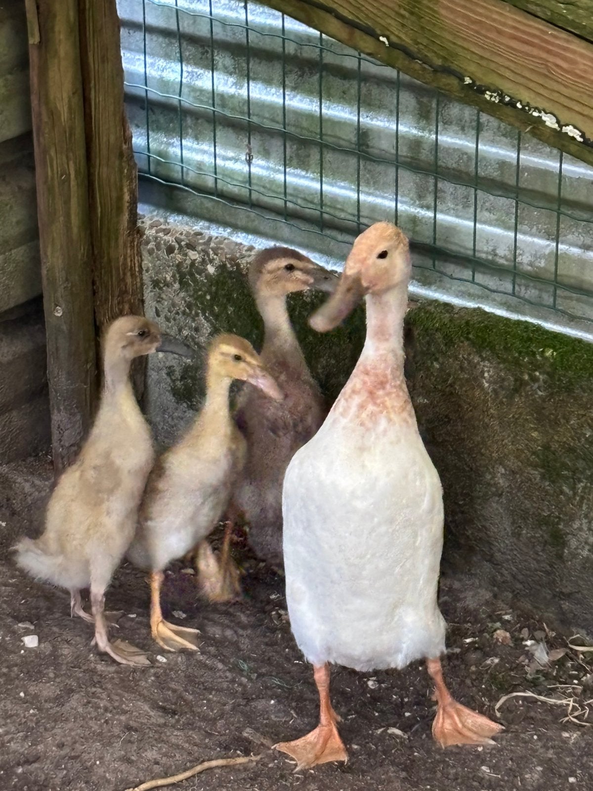 Witte loopeend met kuikentjes, Dieren en Toebehoren