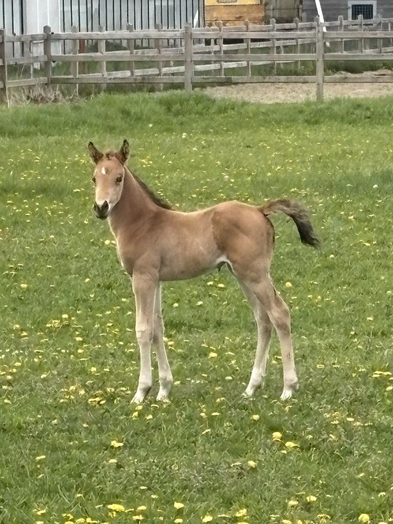 AQHA quarter hengst veulen GP A Spook in Town, Dieren en Toebehoren, Paarden, Minder dan 160 cm, Met stamboom, 0 tot 2 jaar, Hengst