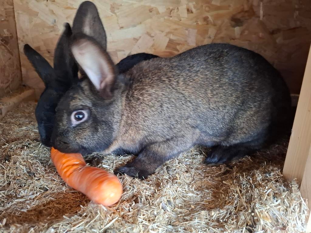 Konijnen te koop, Dieren en Toebehoren, Konijnen