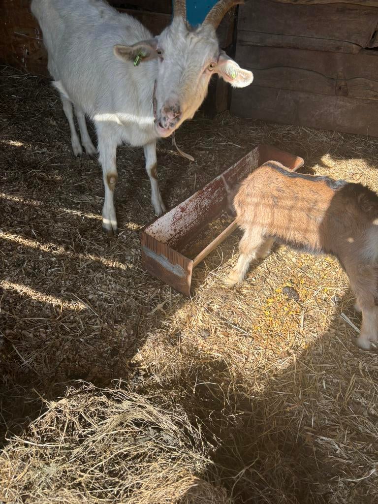 Melkget met bok lam, Dieren en Toebehoren