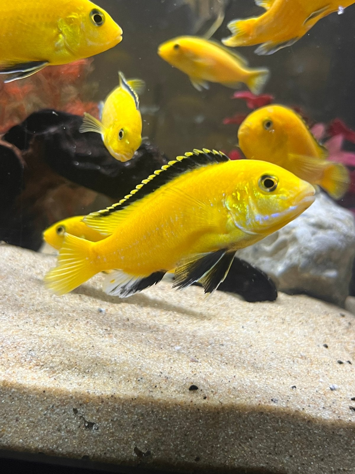 Gele chicliden, Dieren en Toebehoren