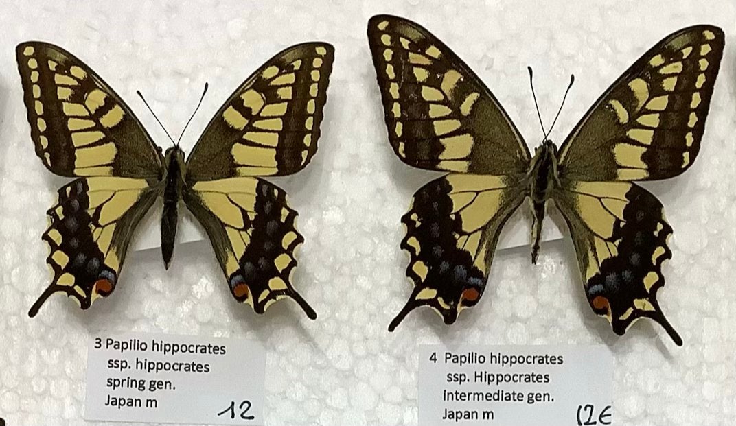 2x Papilio hippocrates, Japan, Enlèvement, Comme neuf