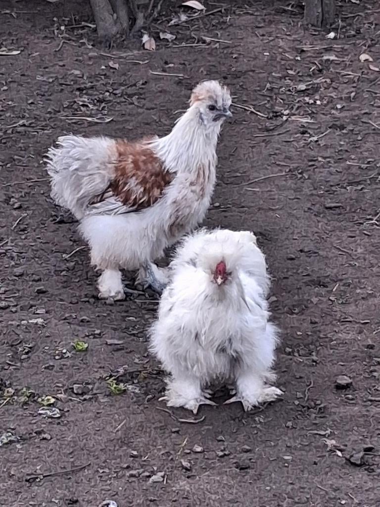 2 jonge zijdehoen hanen beschikbaar, Dieren en Toebehoren