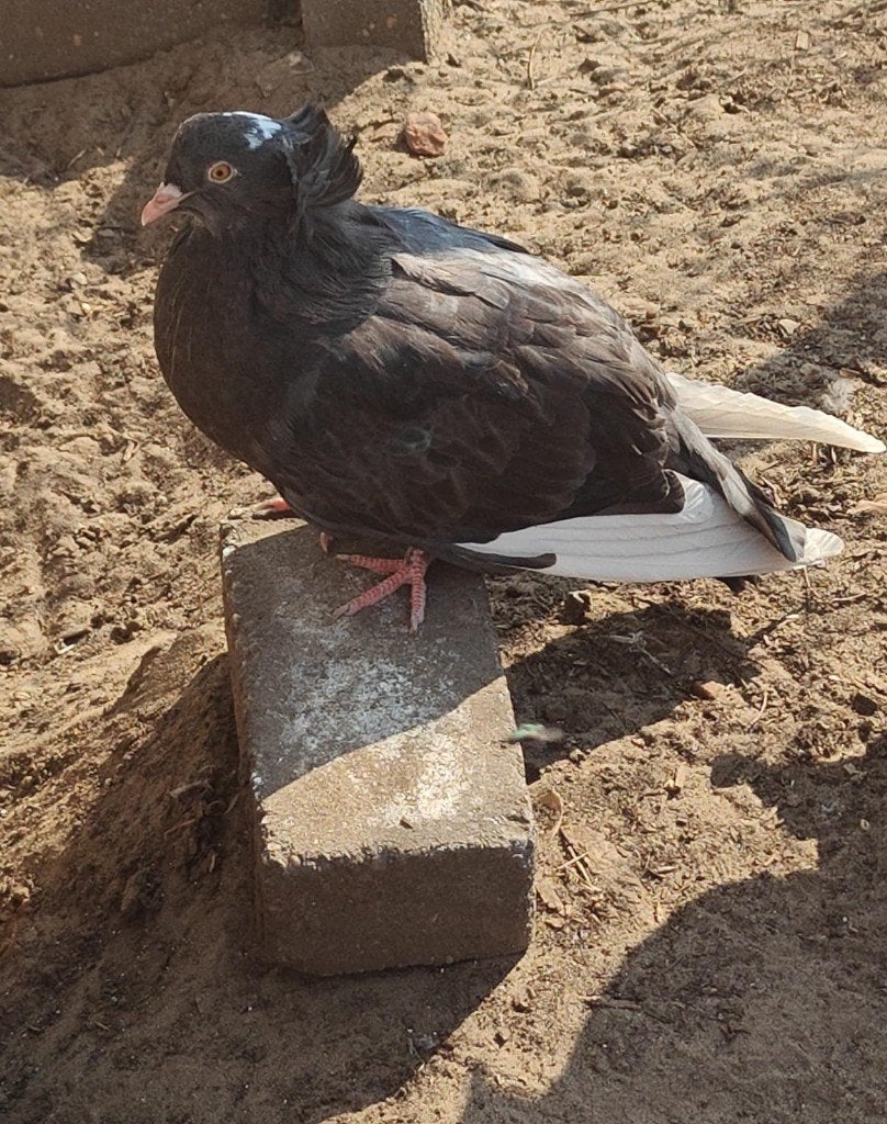 Duif 15€, Dieren en Toebehoren, Vogels | Duiven, Mannelijk, Overige soorten