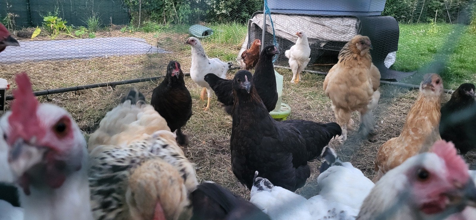 Poules et coq sussex