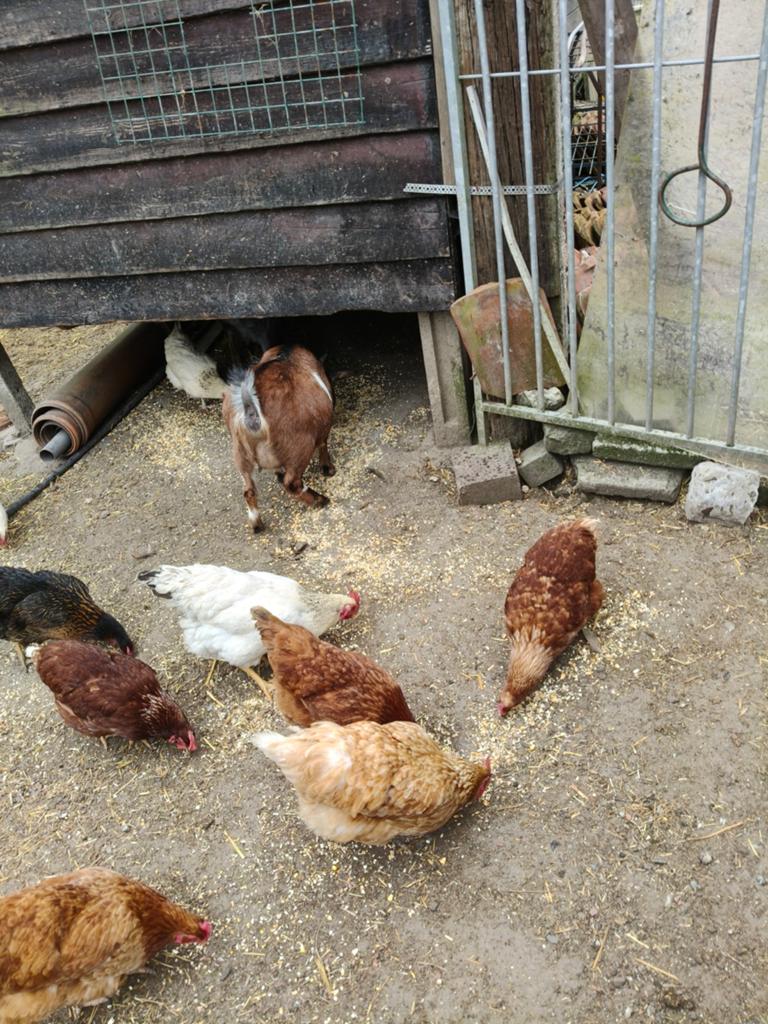 Opvang pluimvee ganzen eenden konijnen cavia's enz, Dieren en Toebehoren