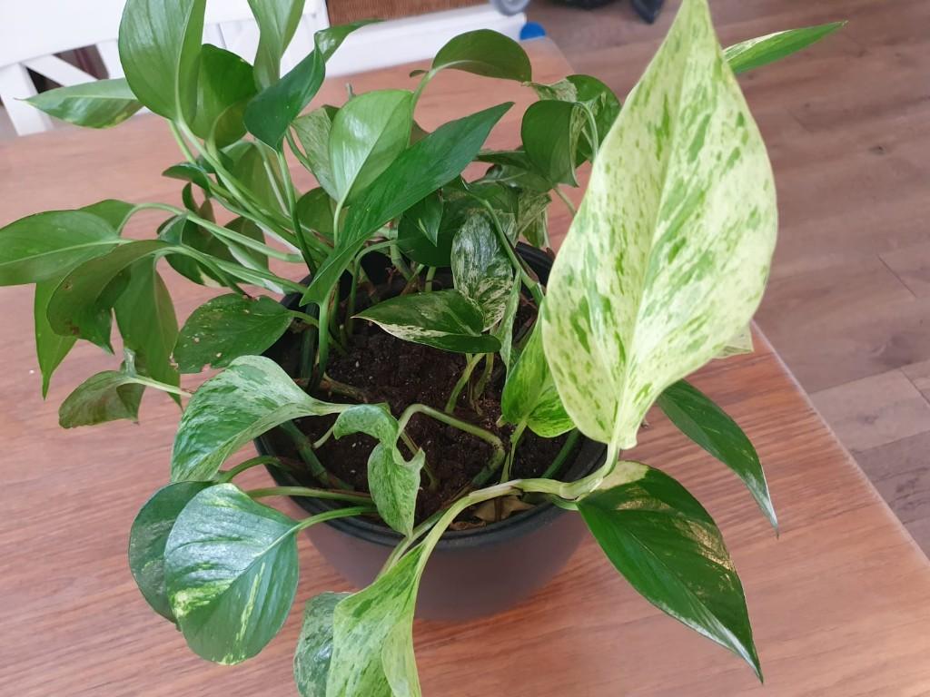 Epipremnum 'Aureum' - Hangplant, Huis en Inrichting, Kamerplanten, Ophalen, Overige soorten, Halfschaduw, Minder dan 100 cm