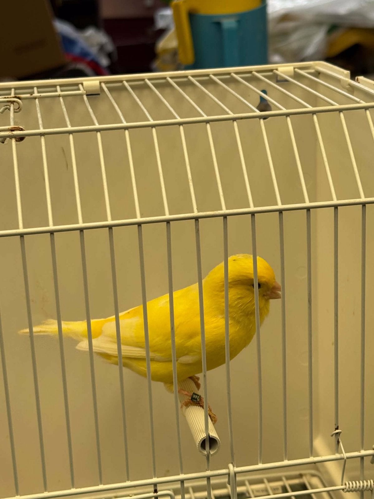 Gele man kanarie, Dieren en Toebehoren