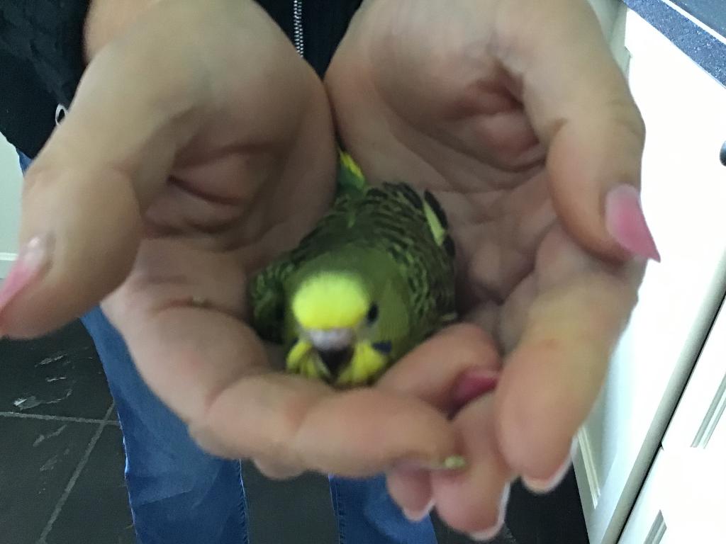 5 baby grasparkieten, Dieren en Toebehoren, Meerdere dieren, Parkiet, Tam
