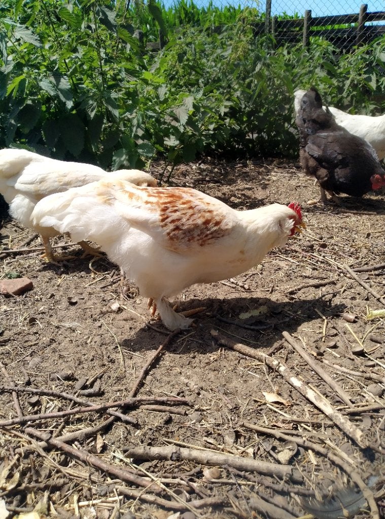 Jonge haantjes, Dieren en Toebehoren, Pluimvee, Meerdere dieren, Kip