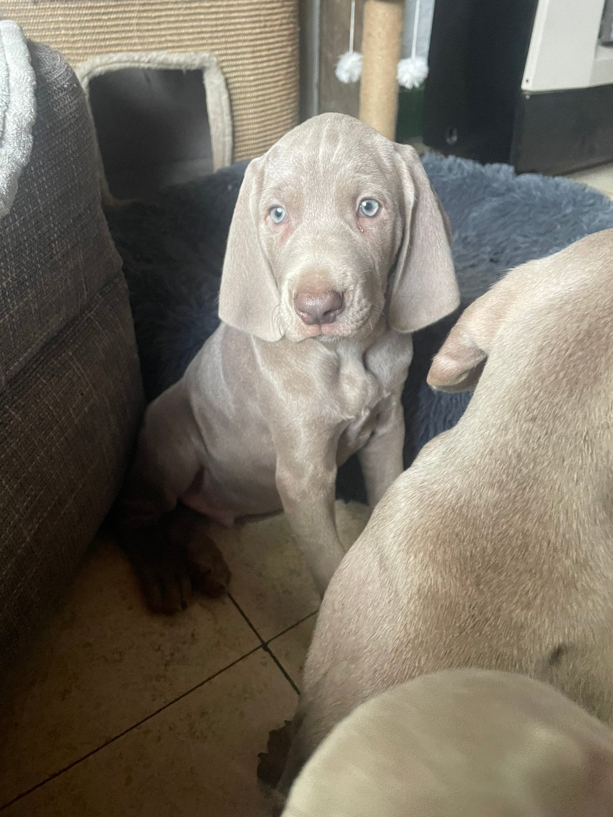 Weimaraner puppies, Dieren en Toebehoren, Honden | Bulldogs, Pinschers en Molossers, België, Fokker | Hobbymatig, Overige rassen