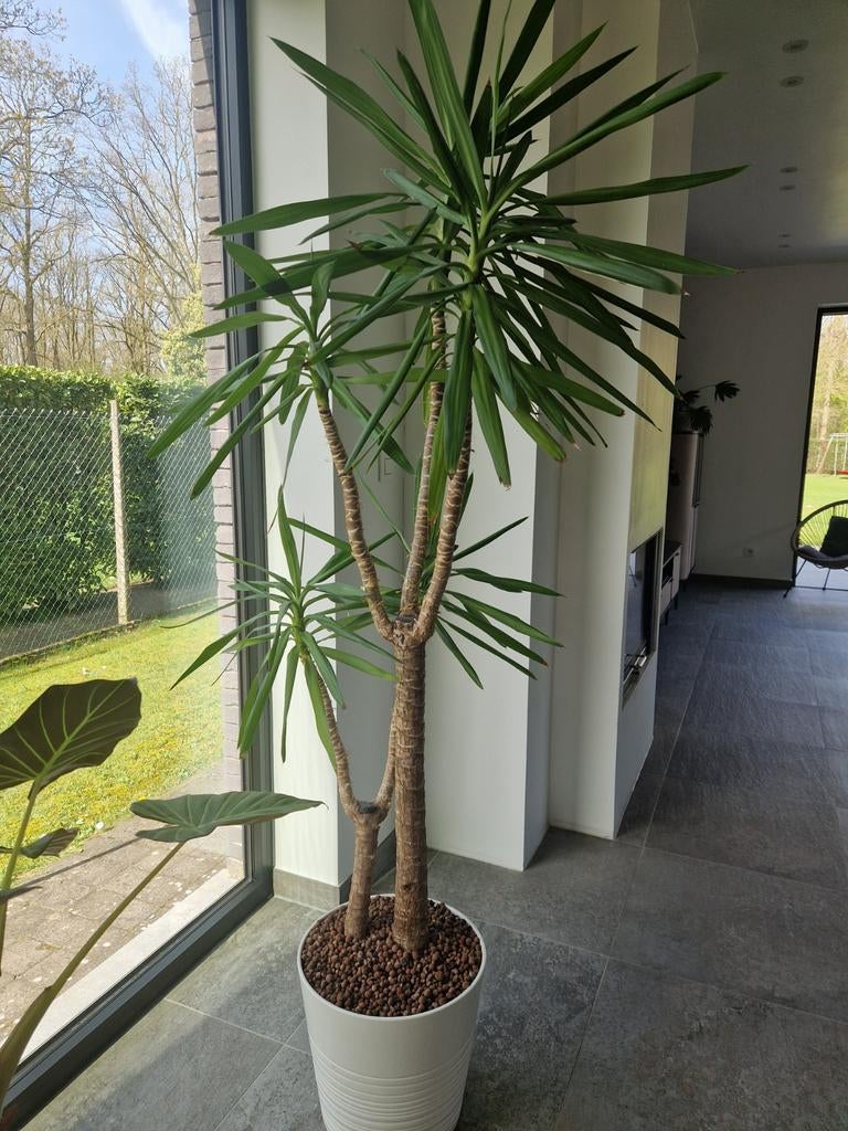 Jucca kamerplant, Ophalen