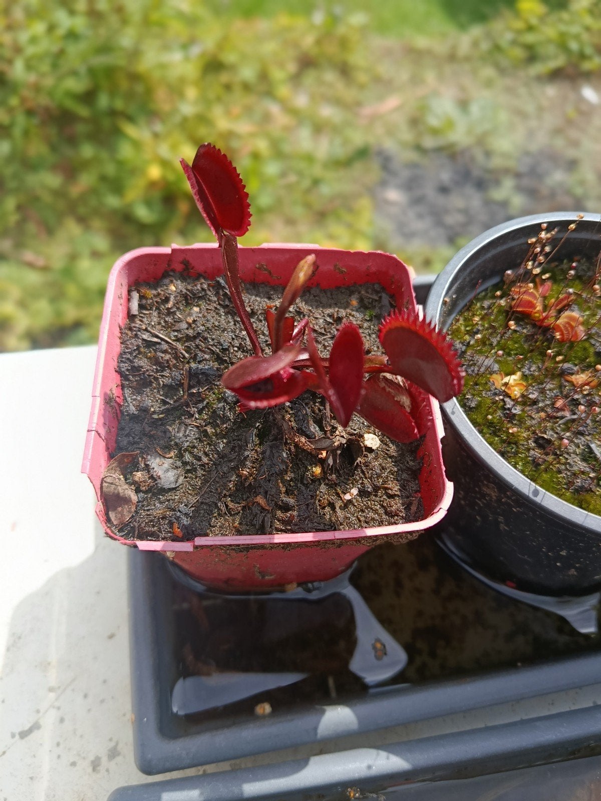 plantes carnivores dionnée red, Jardin & Terrasse, Bulbes & Semences, Enlèvement ou Envoi