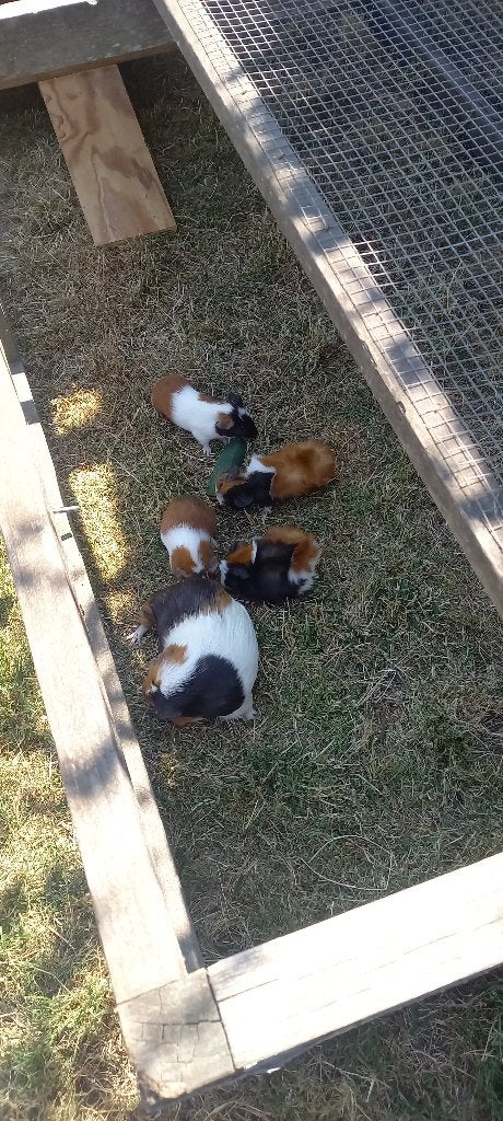 Cavia's, Dieren en Toebehoren, Cavia, Juni, Mannelijk, Tam