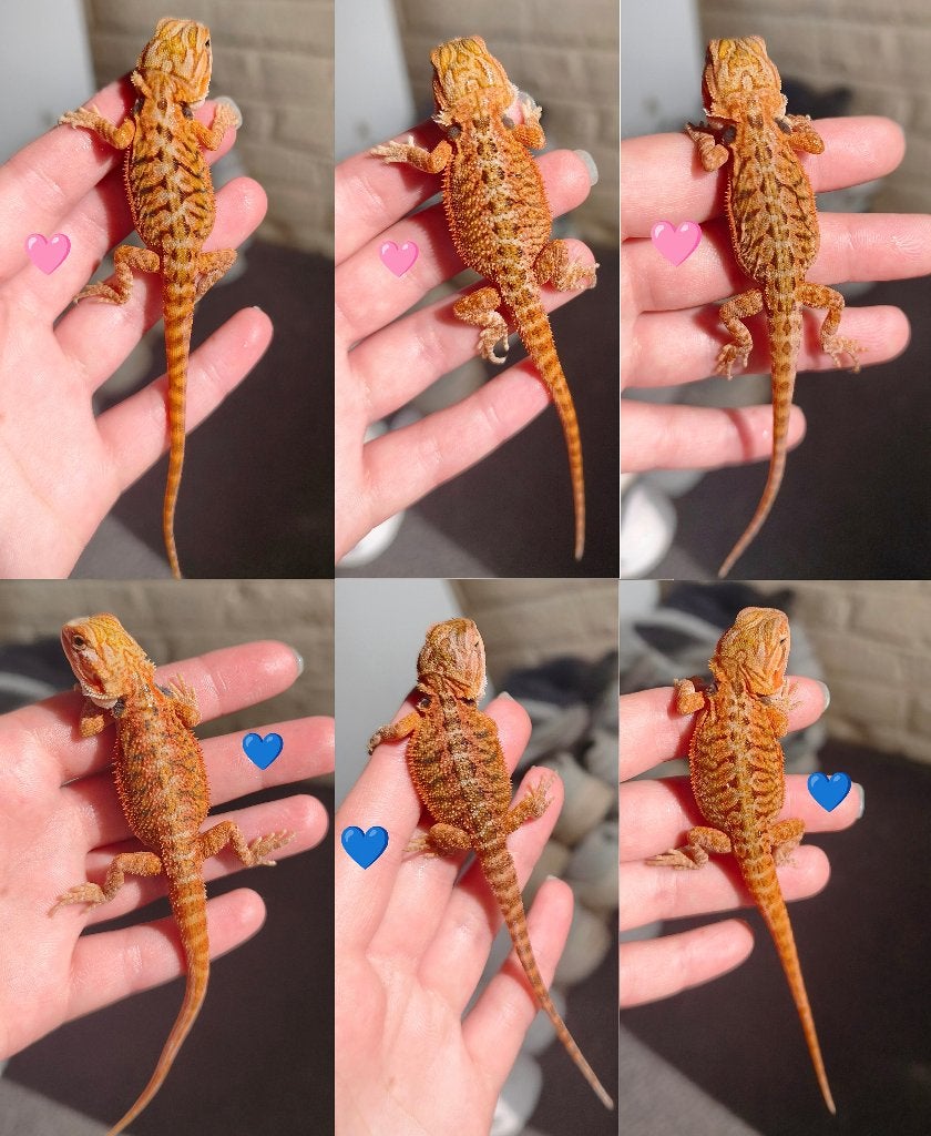 Pogona, Animaux & Accessoires, Enlèvement