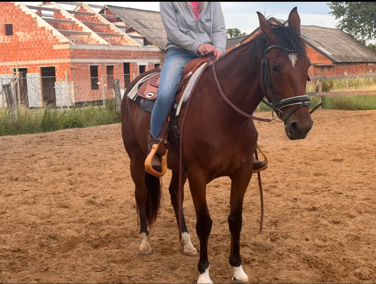 Lieve france dravers merrie, Dieren en Toebehoren, Merrie