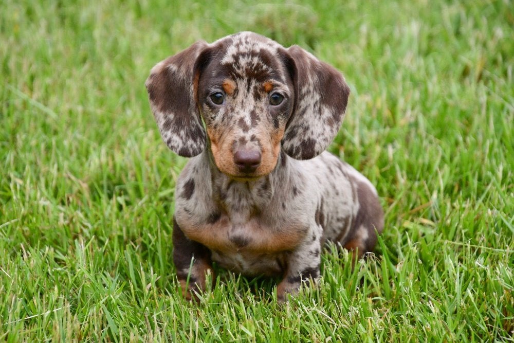 Dwergteckel pups te koop (korthaar)