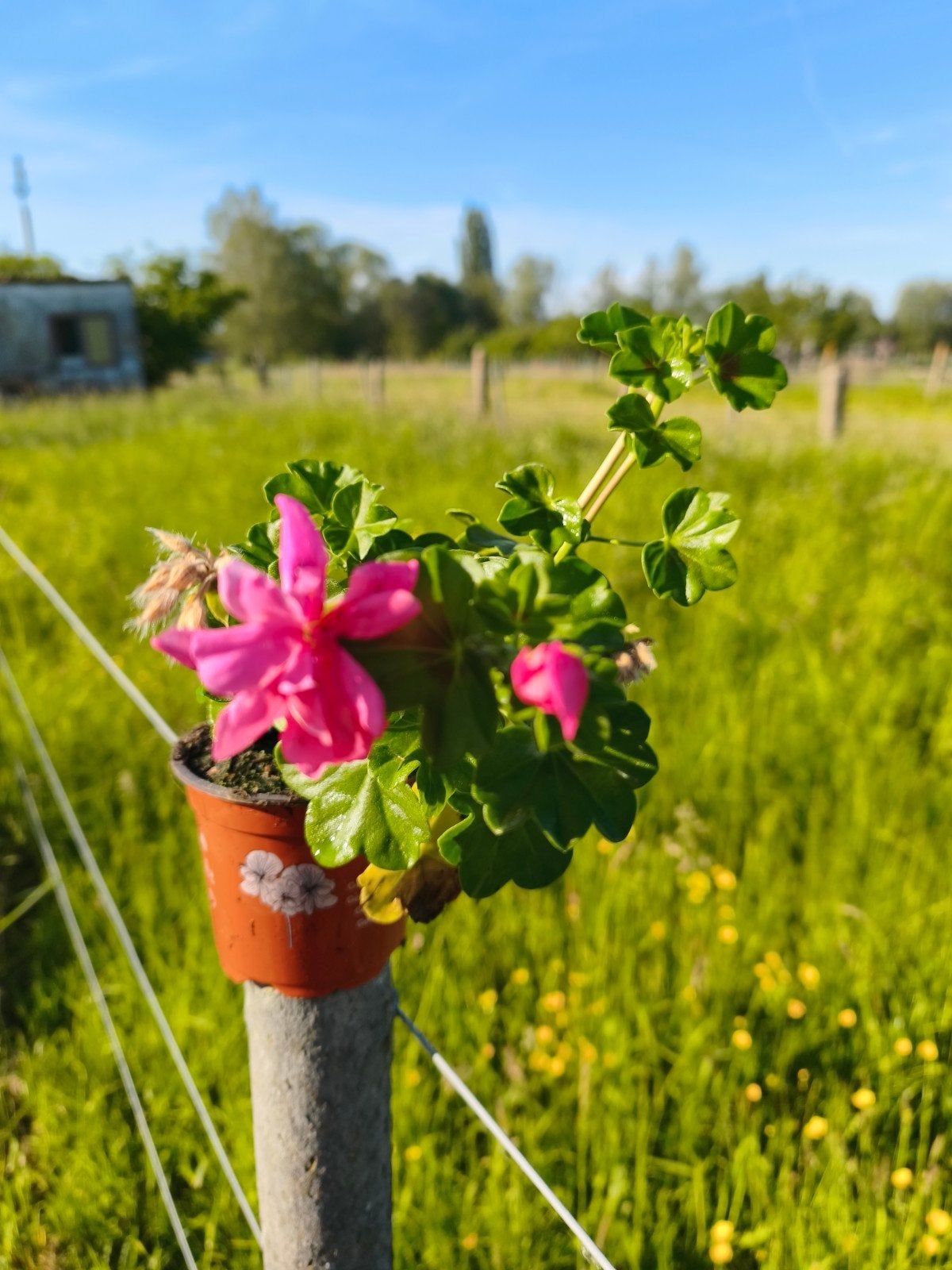 Pelargonium Peltatum, Tuin en Terras, Ophalen