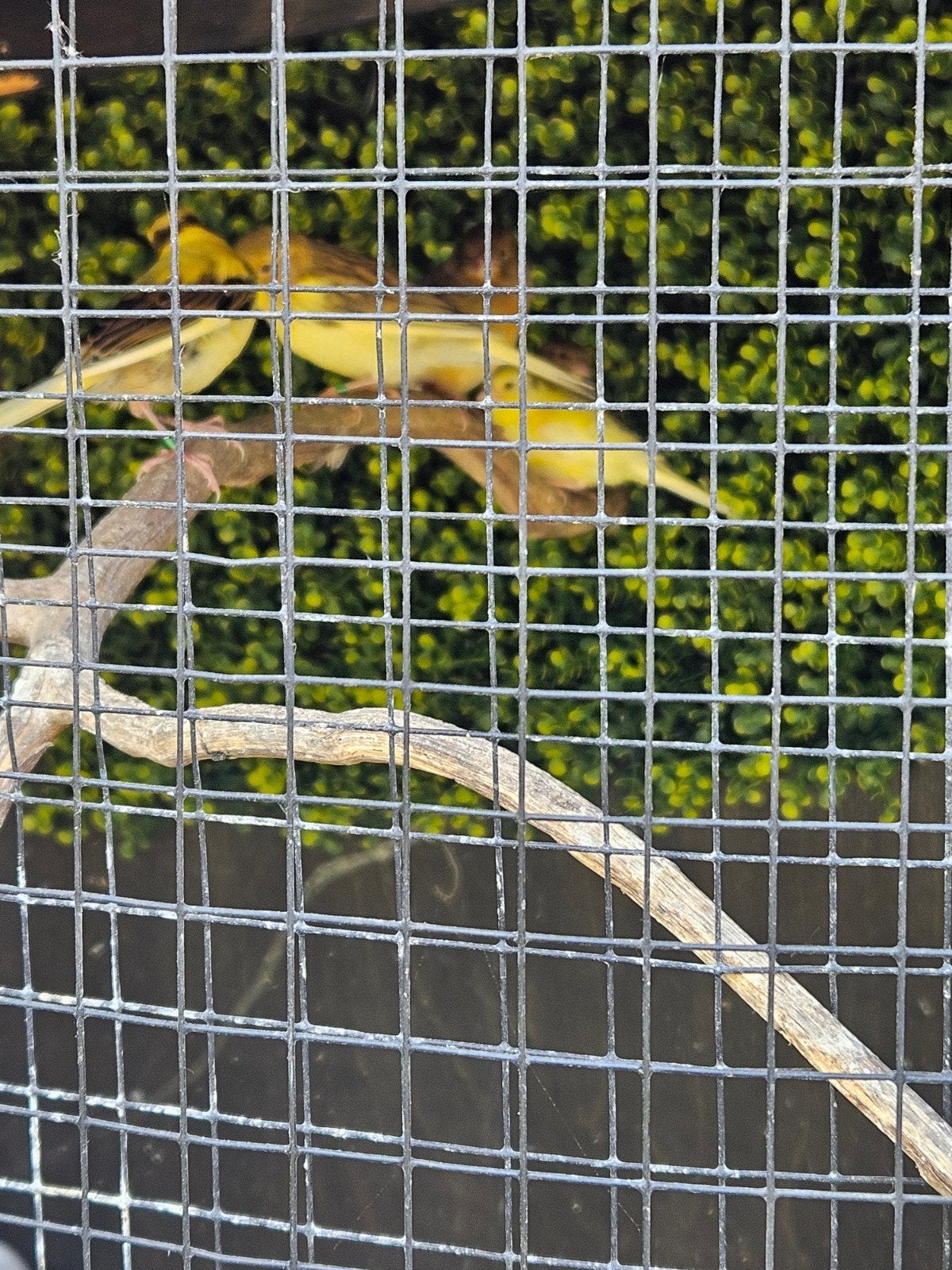 Kanaries, Dieren en Toebehoren