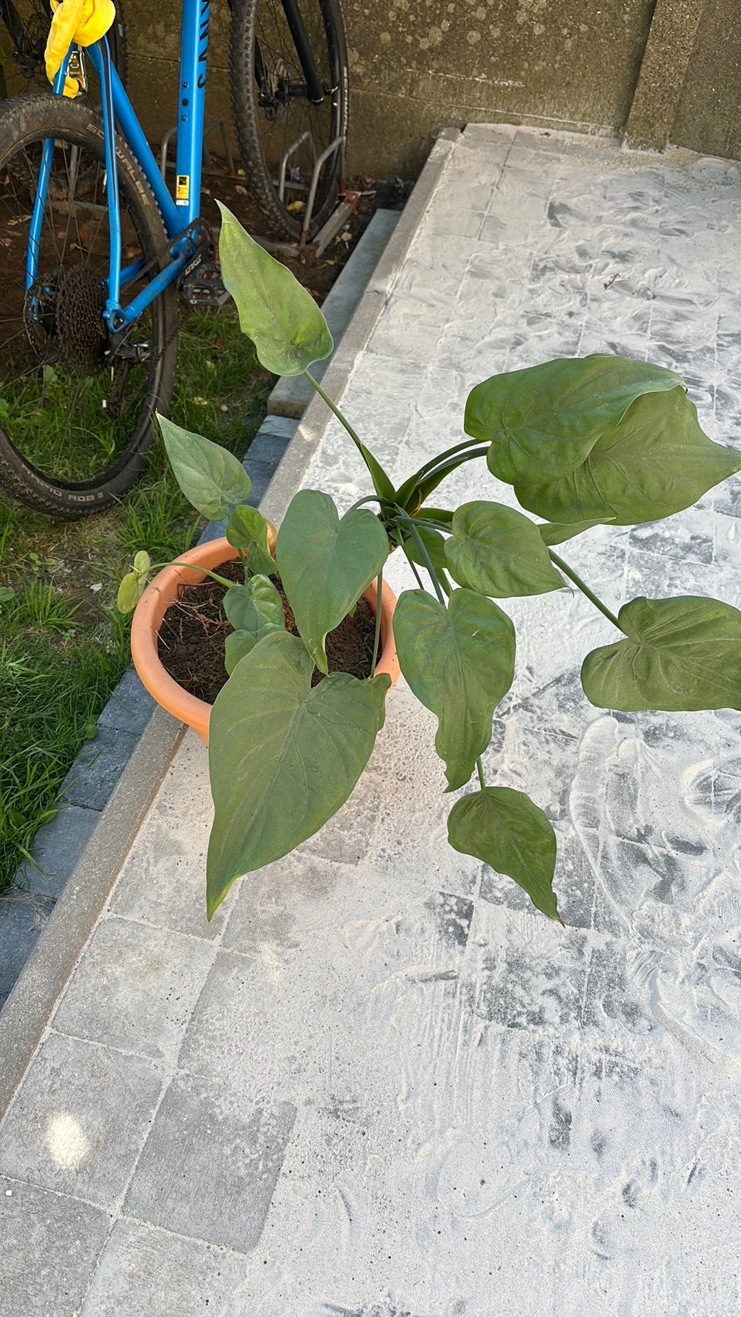 Large Alocasia + pot, Ophalen
