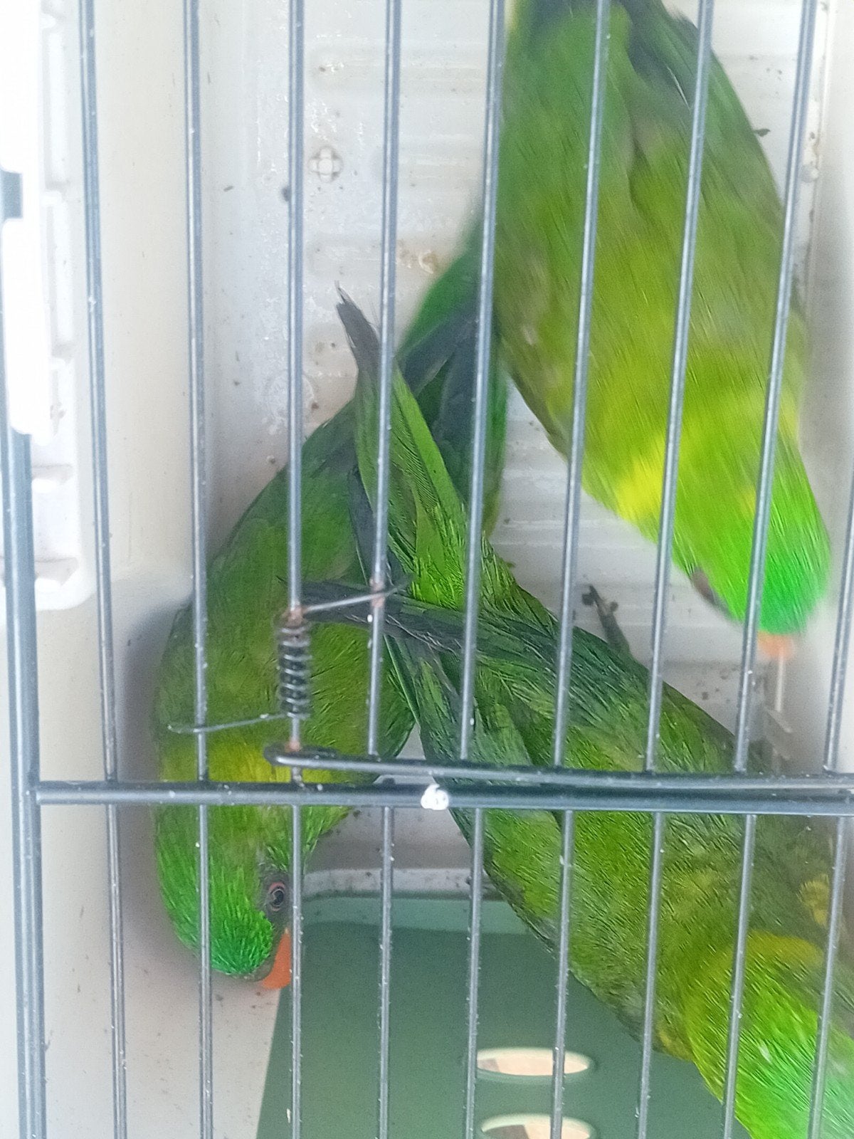 weberlori, Dieren en Toebehoren