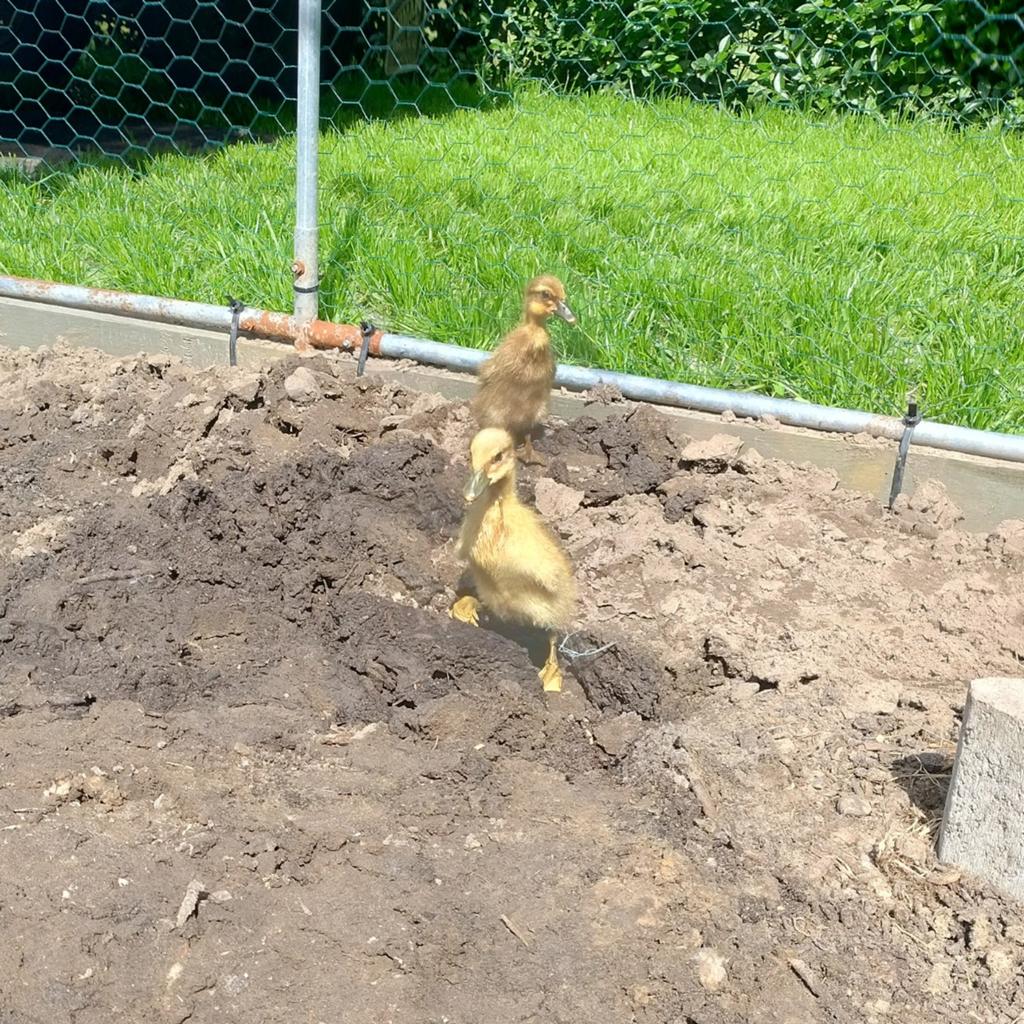 Indische loopeenden kuikens, Dieren en Toebehoren, Geslacht onbekend, Eend