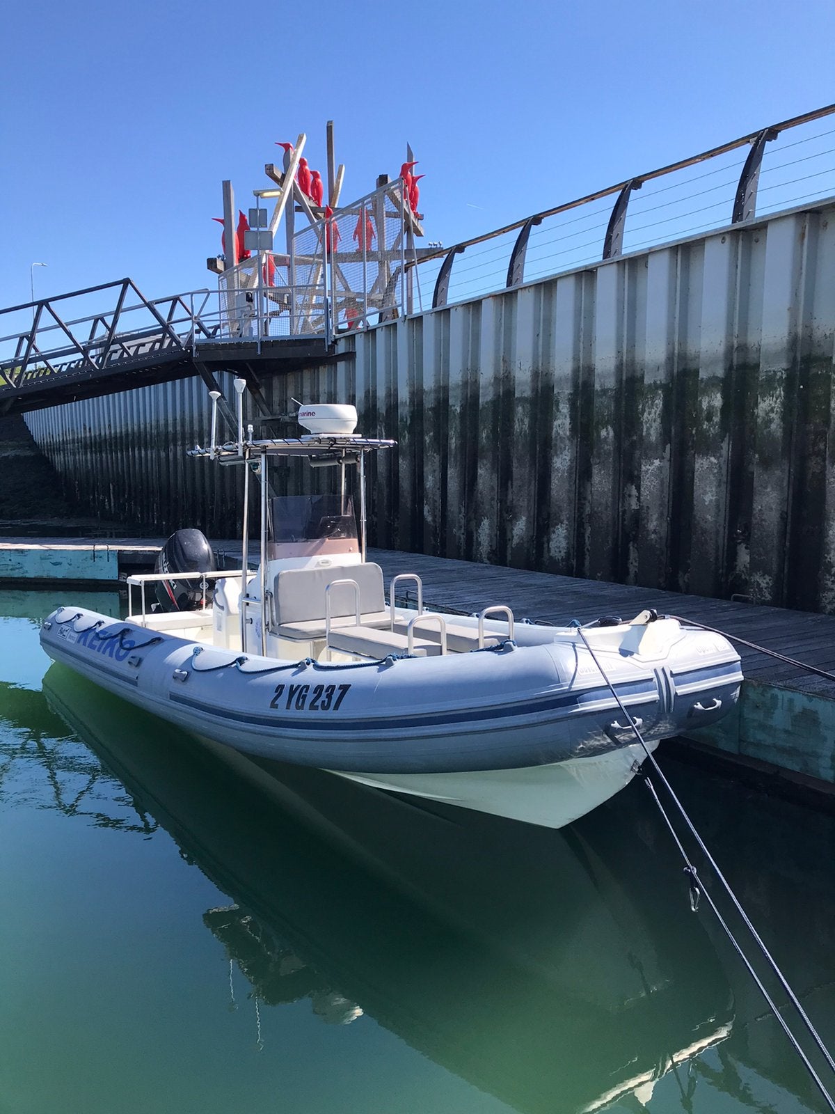 Zeehondjes en dolfijnen Spotten speedboot Breskens privé, Vakantie