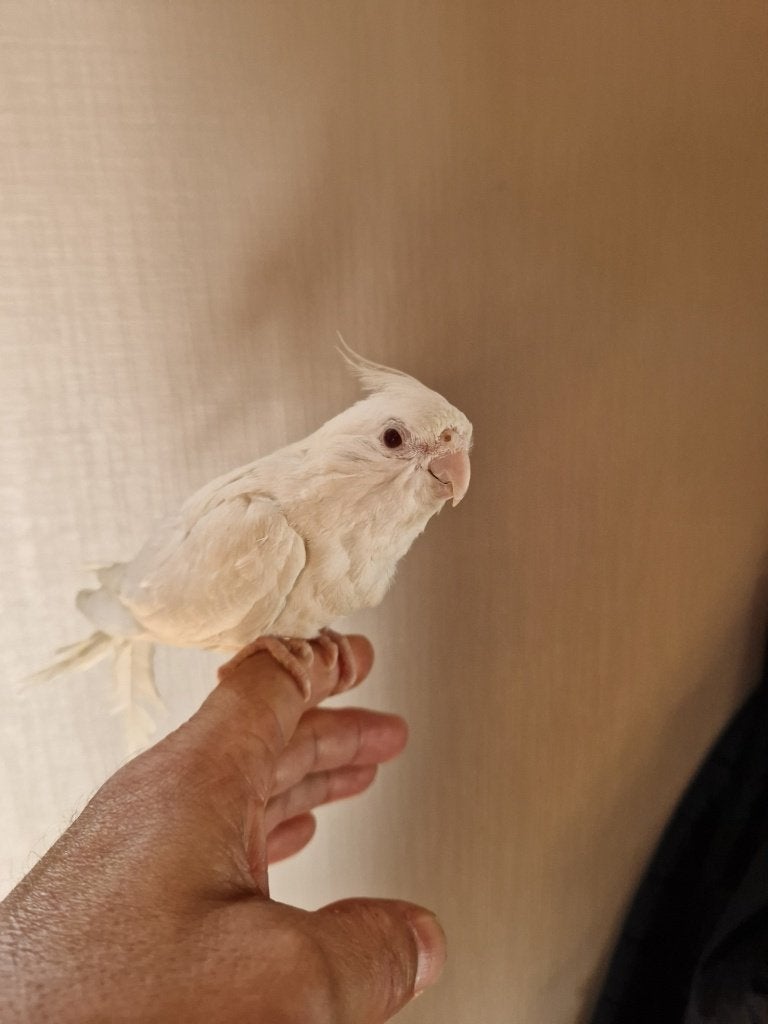 Super tamme albino valkparkiet met de hand opgevoed., Perruche, Domestique