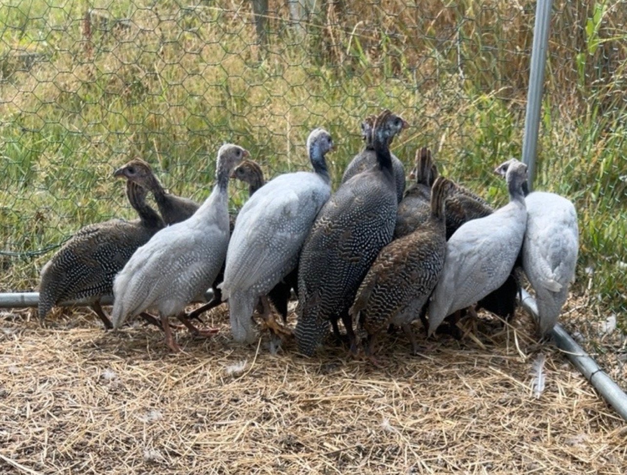 Broed eieren parelhoenders lavendel, wit en natuur, Geslacht onbekend, Overige soorten