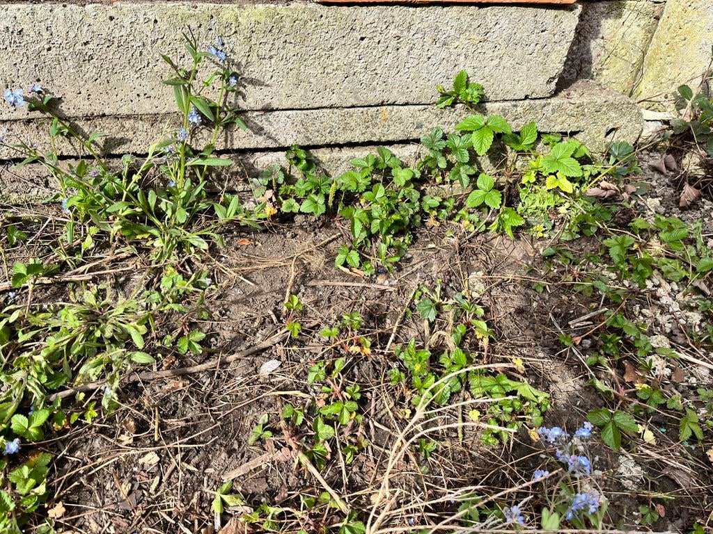 2 betonpalen , lengte 210 cm, gratis, Tuin en Terras, Ophalen
