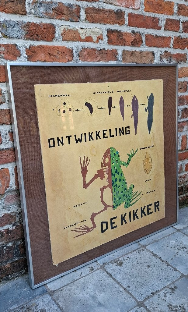 Affiche scolaire « Le développement de la grenouille », Enlèvement, Nature et Biologie