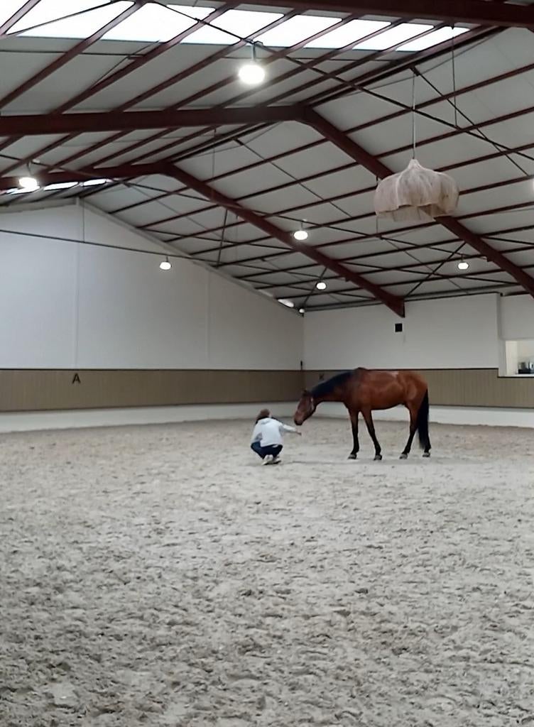 Grondwerk & Vrijheidsdressuur voor jou en je paard, Dieren en Toebehoren, Ophalen of Verzenden