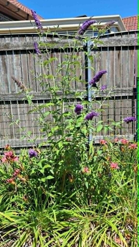 vlinderstruik, Tuin en Terras, Planten | Tuinplanten, Ophalen