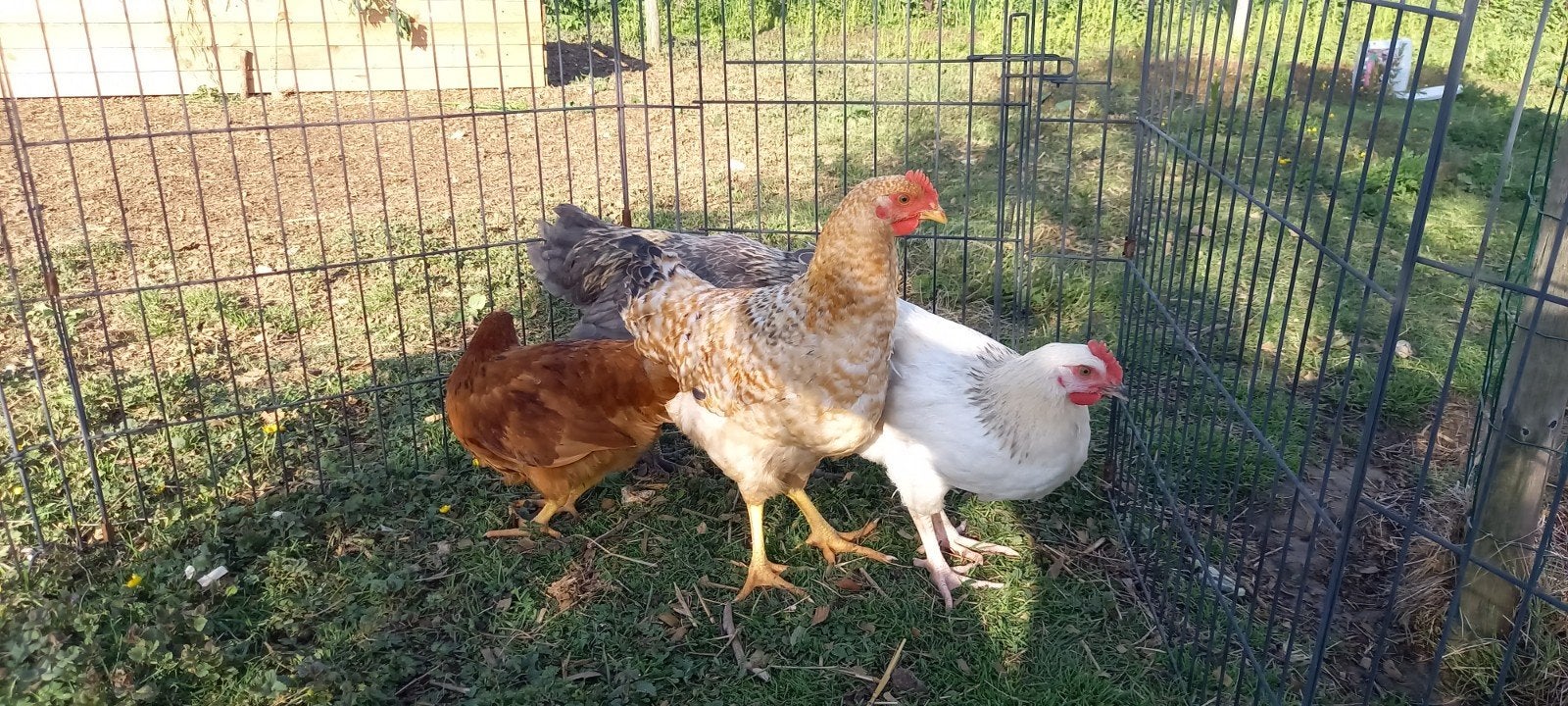 Jonge haan + 2 jonge legkippen, Dieren en Toebehoren, Pluimvee