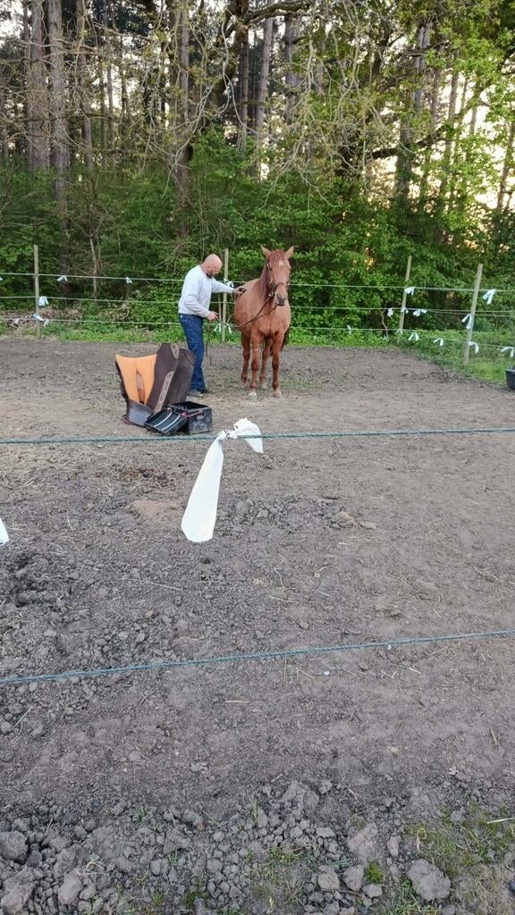 Wandelpaard/weidemaatje, 11 ans ou plus, Débourré, Avec pedigree, 160 à 165 cm