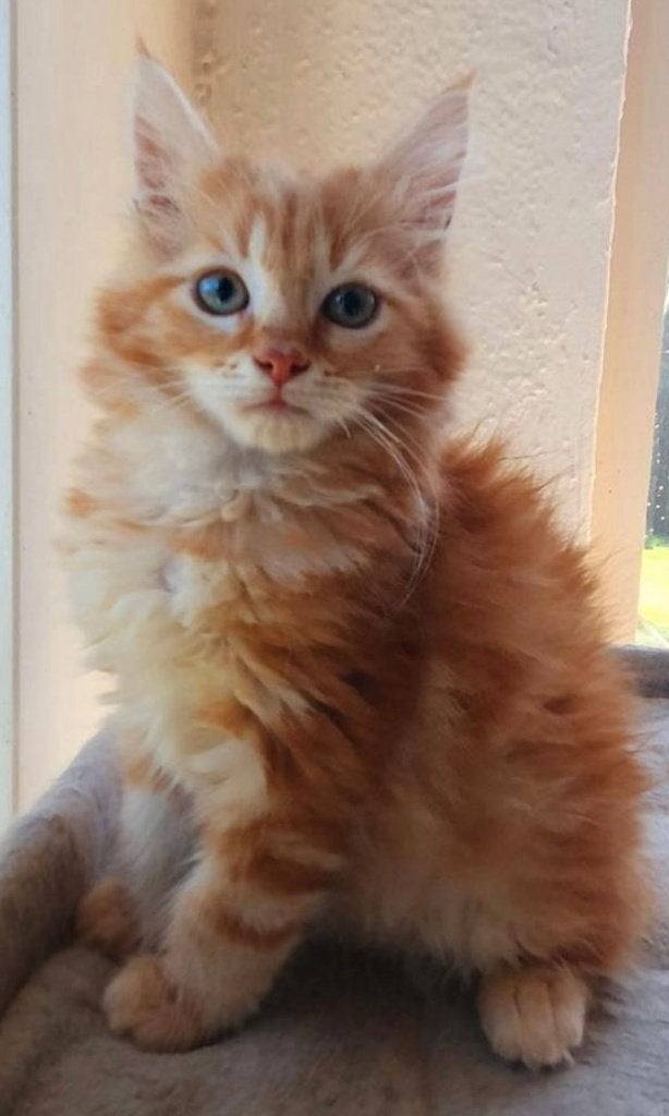 maine coon kattin, Dieren en Toebehoren, Katten en Kittens | Raskatten | Langhaar, Poes, Gechipt, 0 tot 2 jaar