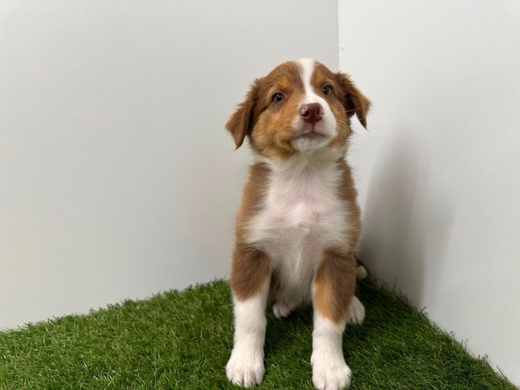 Chiots bergers australiens