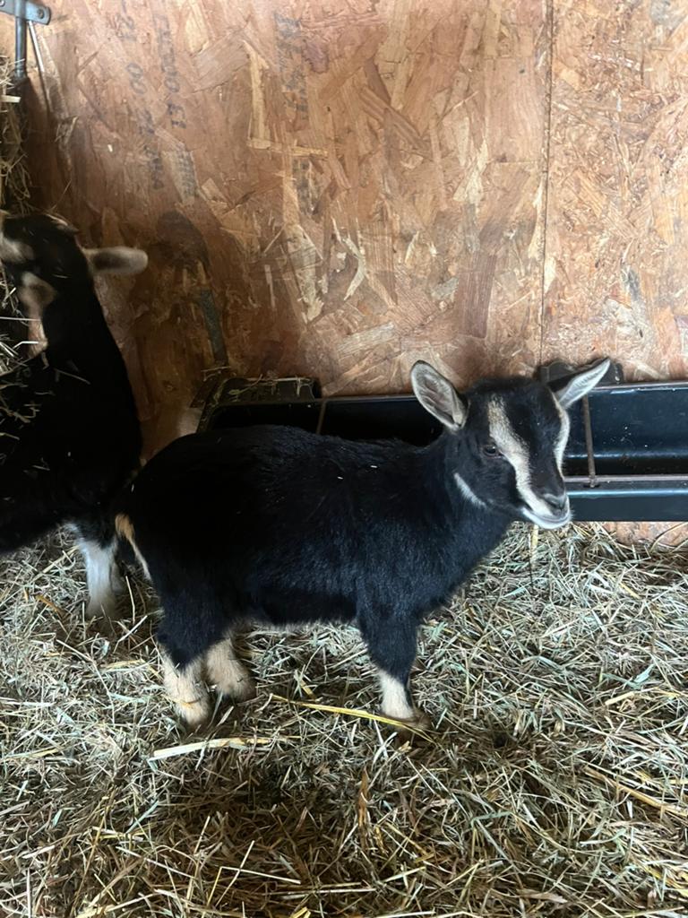 Black and tan mieke, Femelle, Chèvre, 0 à 2 ans