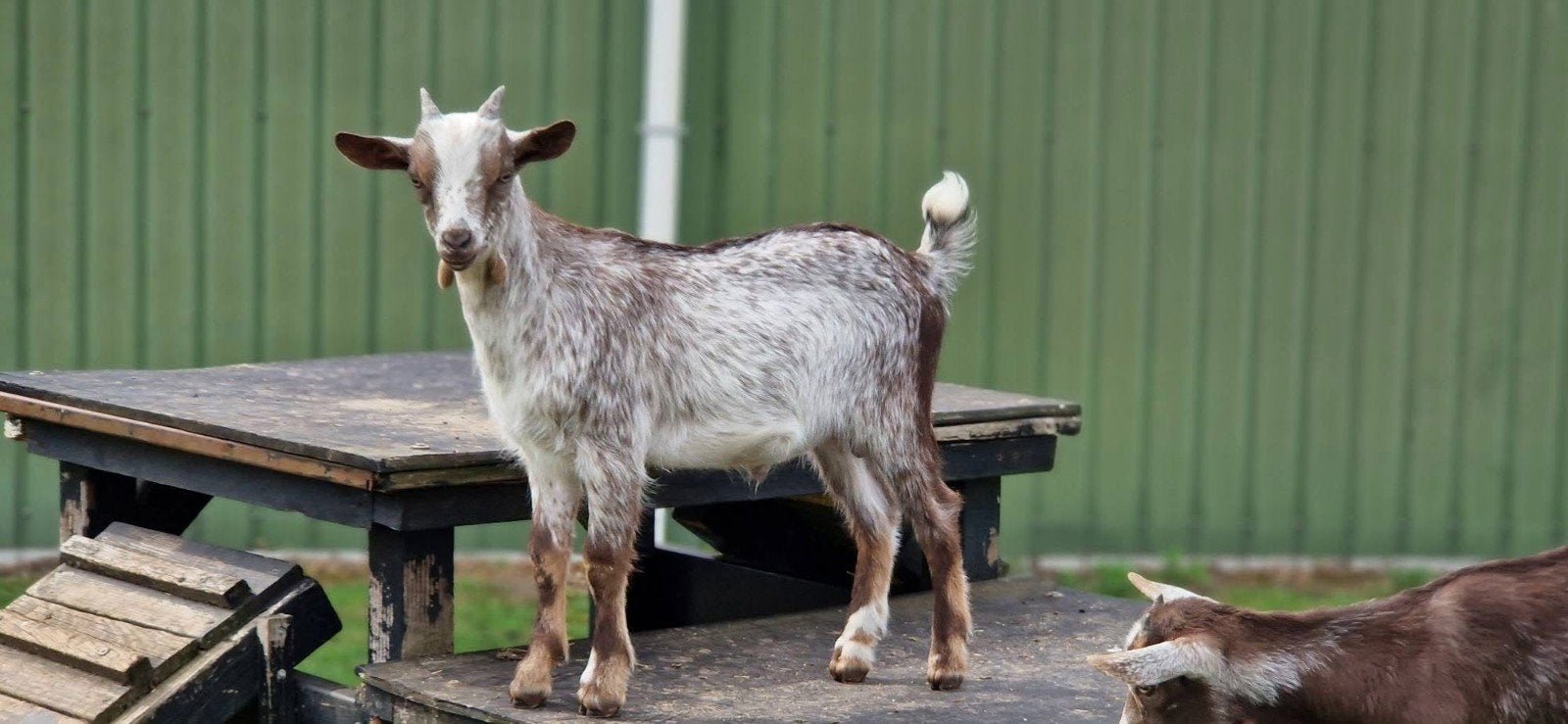 Chèvre hermine Chocotan., Animaux & Accessoires, Moutons, Chèvres & Cochons, Mâle, Chèvre, 0 à 2 ans