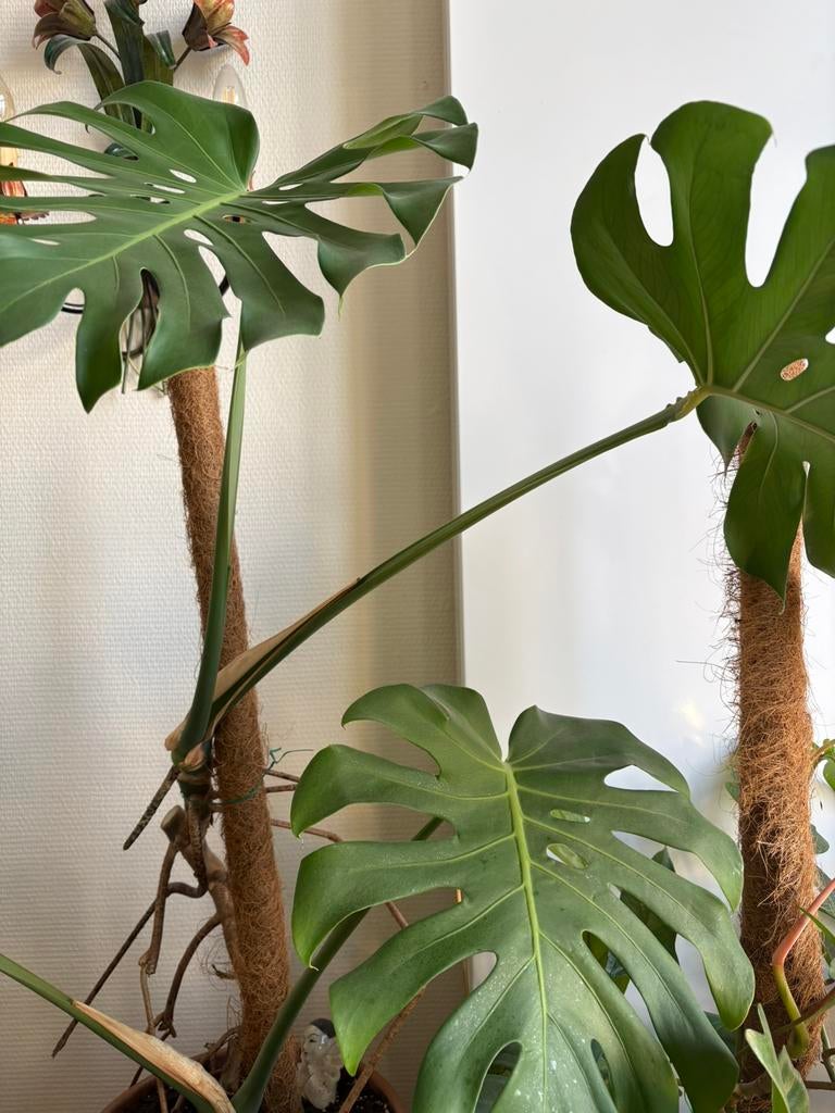 2 monstera deliciosa zonder pot en paal, Ophalen