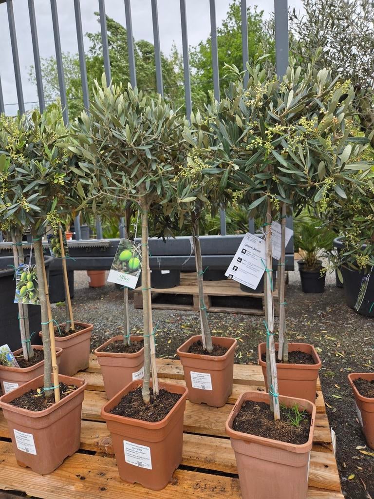 Terrasolijfboom Olea Europaea, Ophalen
