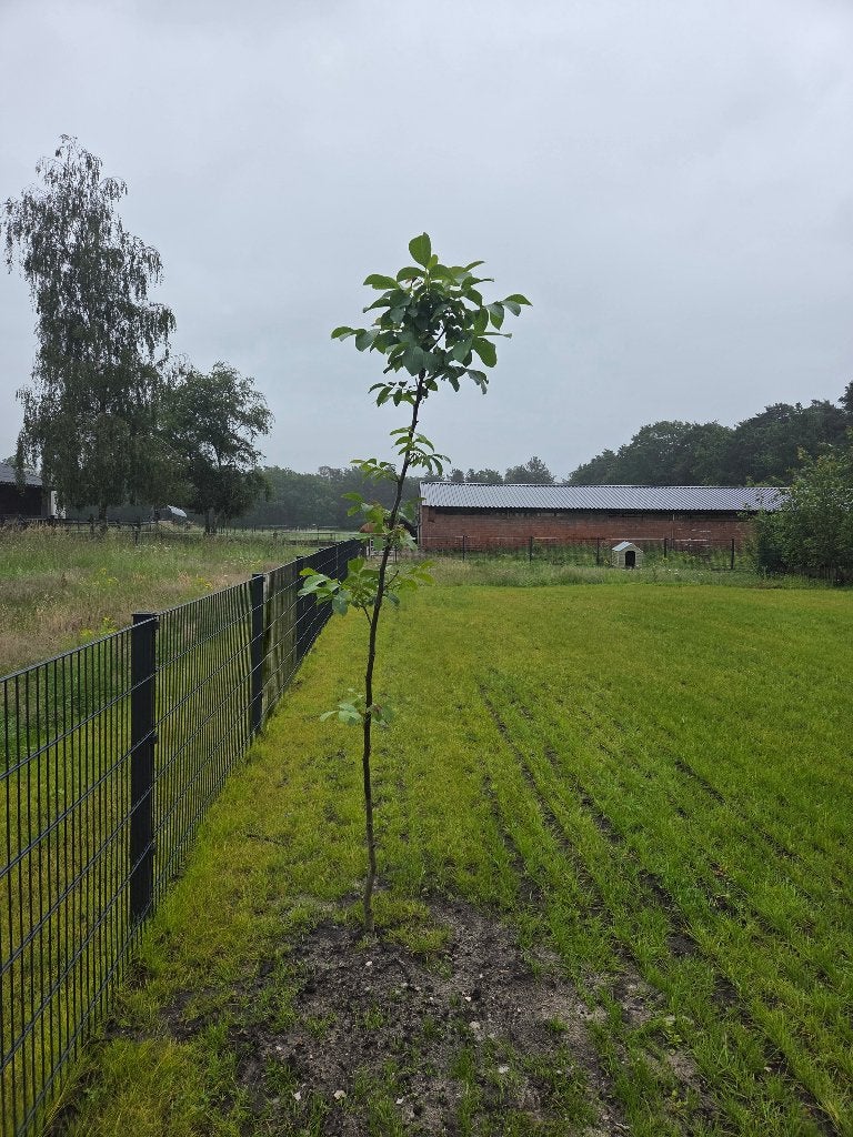 Loopeend vrouwen, Dieren en Toebehoren, Vrouwelijk, Eend
