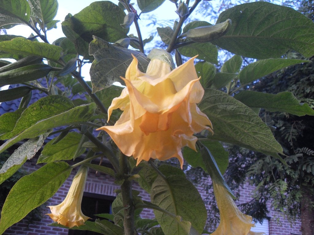 brugmansia met dubbele bloem, Ophalen, Vaste plant, Volle zon