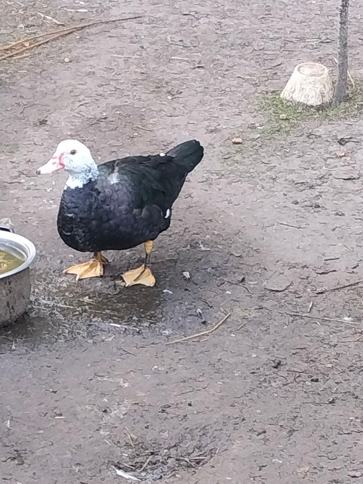 barberie vrouwtjes, Dieren en Toebehoren
