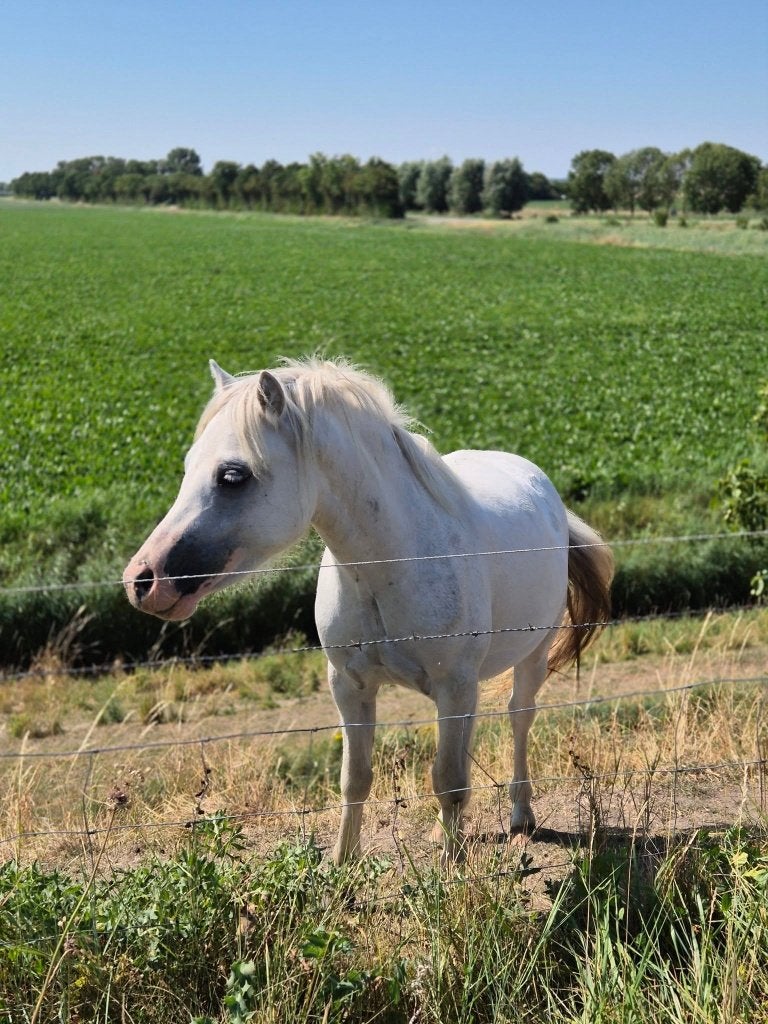 Brave en aanhankelijke 2 jarige Welsh A merrie (kinderpony), Dieren en Toebehoren, Merrie, Met stamboom, 0 tot 2 jaar, A pony (tot 1.17m)