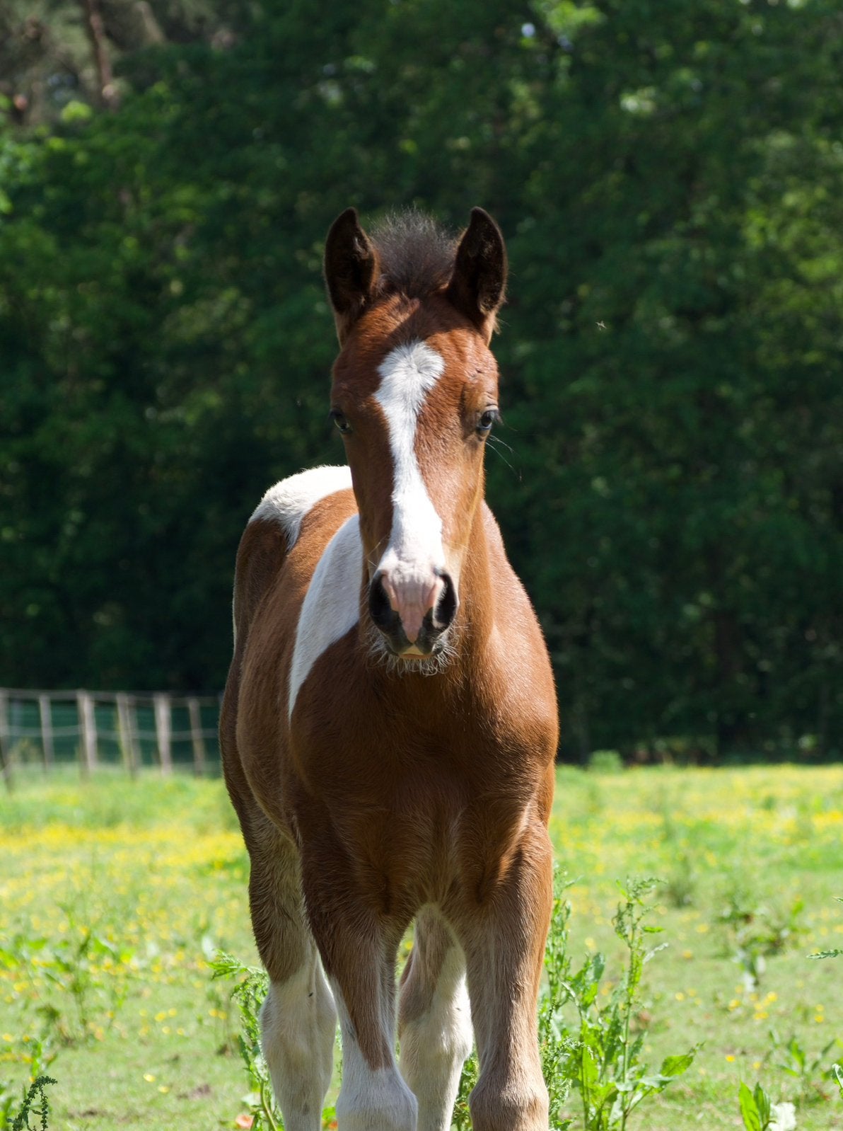 Beau poulain en fourrure marron, Animaux & Accessoires, Moins de 160 cm, Avec pedigree, 0 à 2 ans, Cheval de saut