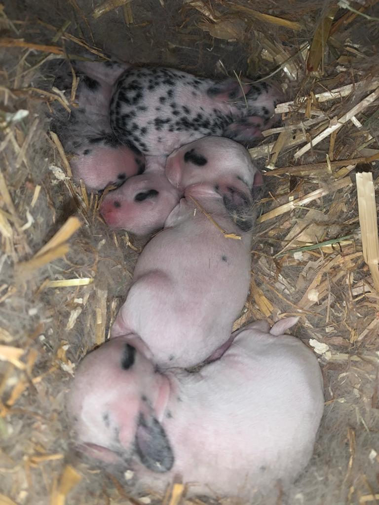 Rex konijnen grote type, Dieren en Toebehoren, Konijnen, Meerdere dieren, Groot, 0 tot 2 jaar